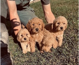Goldendoodle (Miniature) Puppy for sale in SAN FRANCISCO, CA, USA