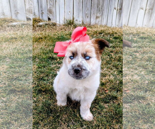 Medium Photo #11 Australian Shepherd-Unknown Mix Puppy For Sale in Sandy, UT, USA