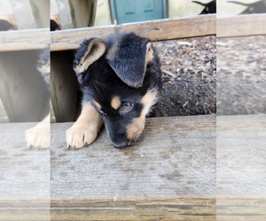 German Shepherd Dog Puppy for Sale in LONEDELL, Missouri USA