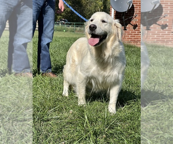 Medium Photo #1 Golden Retriever Puppy For Sale in NEOLA, WV, USA