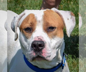 American Bulldog-American Staffordshire Terrier Mix Dogs for adoption in Huntley, IL, USA