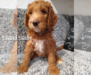 Goldendoodle Puppy for sale in FORT LAUDERDALE, FL, USA