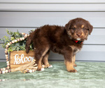 Small Photo #4 Bernedoodle-Labrador Retriever Mix Puppy For Sale in REED CITY, MI, USA