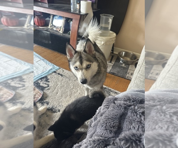 Medium Photo #1 Pomsky Puppy For Sale in ROSEVILLE, MI, USA