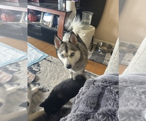 Mother of the Pomsky puppies born on 05/01/2026