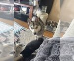 Small Photo #1 Pomsky Puppy For Sale in ROSEVILLE, MI, USA