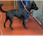 Small #1 Labrador Retriever Mix