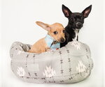 Small #2 Chihuahua Mix