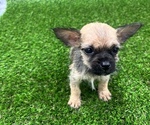 Small #10 Chihuahua