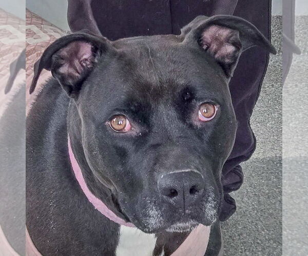 Medium Photo #1 American Bulldog-American Staffordshire Terrier Mix Puppy For Sale in Huntley, IL, USA