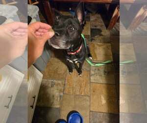 Darling Dottie - Female Labrador Retriever Dog for Adoption - Photo #3