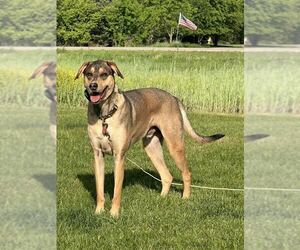 Retriever -Unknown Mix Dogs for adoption in Minneapolis, MN, USA