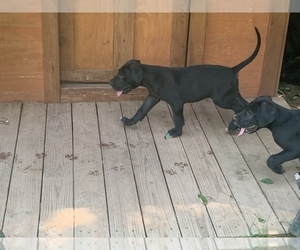 Great Dane Puppy for sale in LUTHER, OK, USA