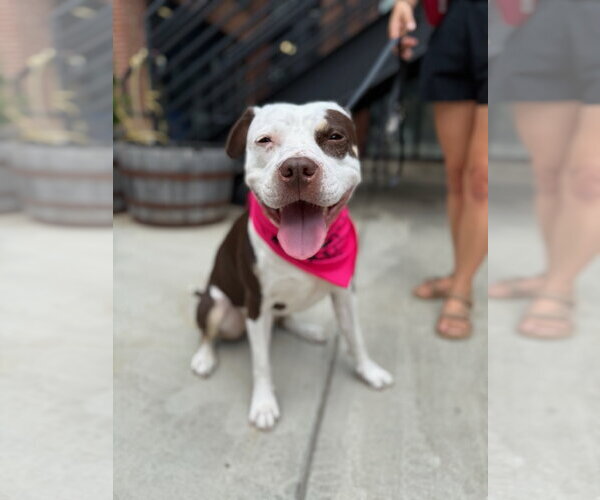Medium Photo #16 American Pit Bull Terrier-Unknown Mix Puppy For Sale in Alexandria, VA, USA