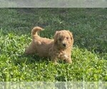 Puppy Cutie Pie 7 Bichpoo