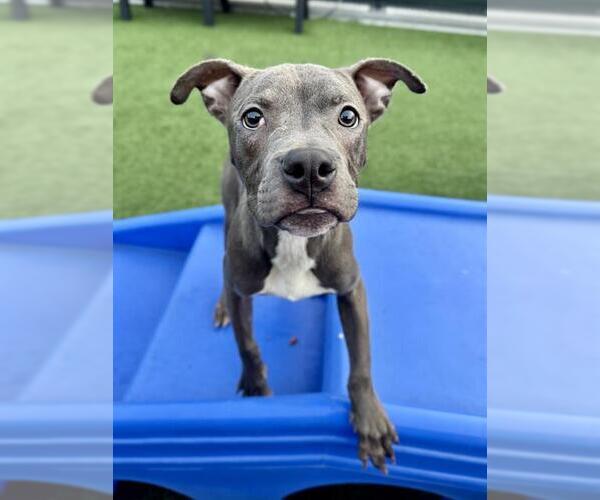 Medium Photo #4  Puppy For Sale in , 