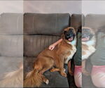 Small #1 Mountain Cur Mix