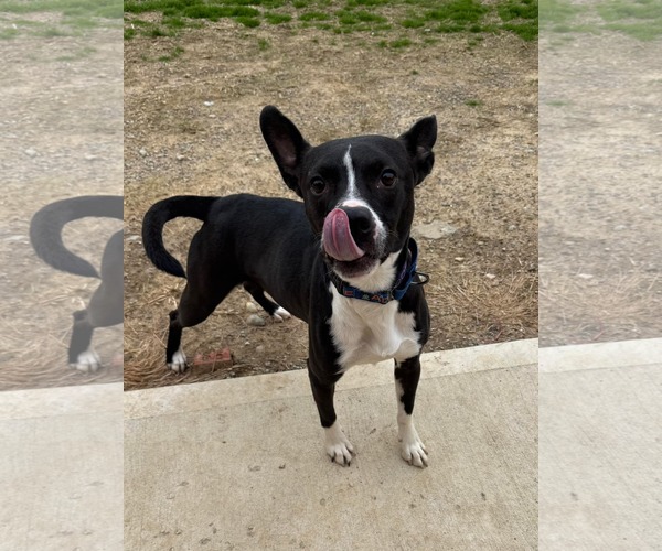 Medium Photo #5 American Pit Bull Terrier-Unknown Mix Puppy For Sale in Germantown, OH, USA