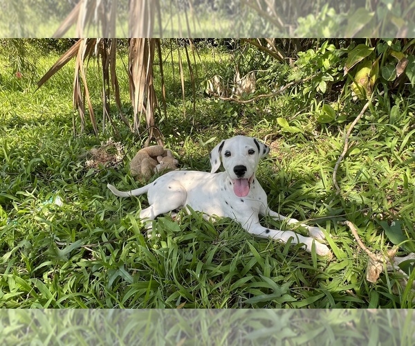 Medium Photo #6 Dalmatian Puppy For Sale in MERRITT IS, FL, USA