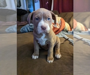 American Pit Bull Terrier Puppy for sale in PUEBLO, CO, USA