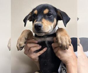 Labrottie Dogs for adoption in Rockwall, TX, USA
