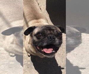 Pug Dogs for adoption in San Diego, CA, USA
