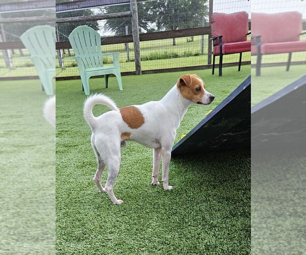 Medium Photo #3 Jack Russell Terrier-Unknown Mix Puppy For Sale in oakland, FL, USA