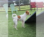 Small #2 Jack Russell Terrier Mix