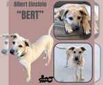 Small #2 Australian Shepherd Mix