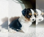 Small Photo #3 Biewer Terrier Puppy For Sale in CHULA VISTA, CA, USA