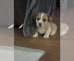 Pembroke Welsh Corgi Puppy for sale in GENEVA, NE, USA