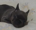 Small #2 French Bulldog