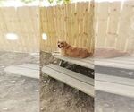 Small Photo #1 Golden Retriever Puppy For Sale in SELLERSBURG, IN, USA