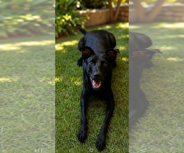 Medium Photo #1 Mutt Puppy For Sale in Escondido, CA, USA