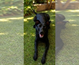 Mutt Dogs for adoption in Escondido, CA, USA