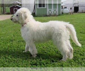 Shepadoodle Puppy for sale in SHILOH, OH, USA