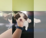 Puppy Spot Shih Tzu