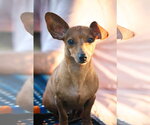Small #1 Dachshund Mix