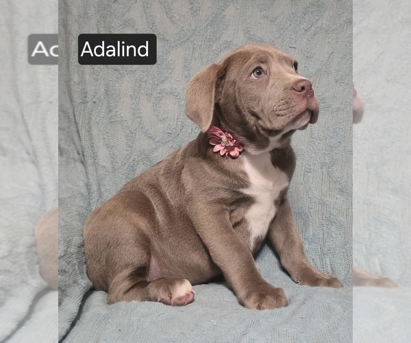 Medium Photo #14 Cane Corso Puppy For Sale in MINERAL WELLS, WV, USA