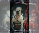 Small Photo #1 Olde English Bulldogge Puppy For Sale in VERSAILLES, IL, USA