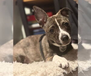 Boston Huahua Dogs for adoption in Bellevue, WA, USA