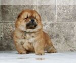 Puppy 1 Chow Chow