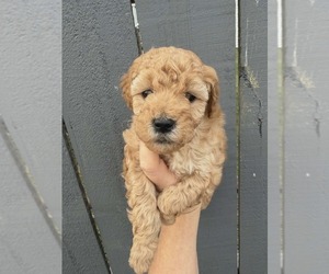 Medium Goldendoodle mix (+ Poodle Miniature)