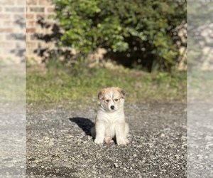 Mutt-Siberian Husky Mix Dog for Adoption in SALUDA, South Carolina USA