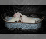 Small Photo #8 English Bulldog Puppy For Sale in CARY, NC, USA