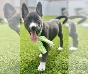 Borador Dogs for adoption in Royal Palm Beach, FL, USA