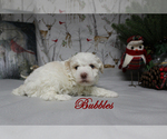 Small Photo #9 Poodle (Toy) Puppy For Sale in CHANUTE, KS, USA