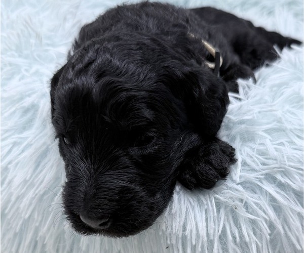 Medium Photo #46 Goldendoodle Puppy For Sale in PIERSON, FL, USA
