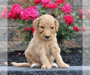Goldendoodle-Poodle (Standard) Mix Puppy for sale in HONEY BROOK, PA, USA