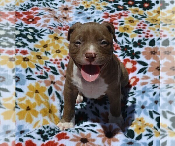 Medium Photo #10 American Bully Puppy For Sale in LENOIR CITY, TN, USA